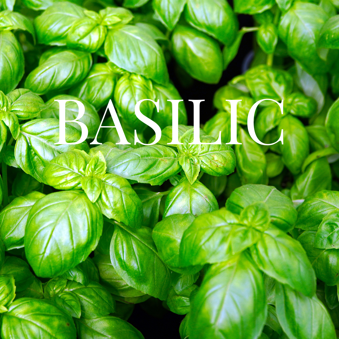 Kit Basilic