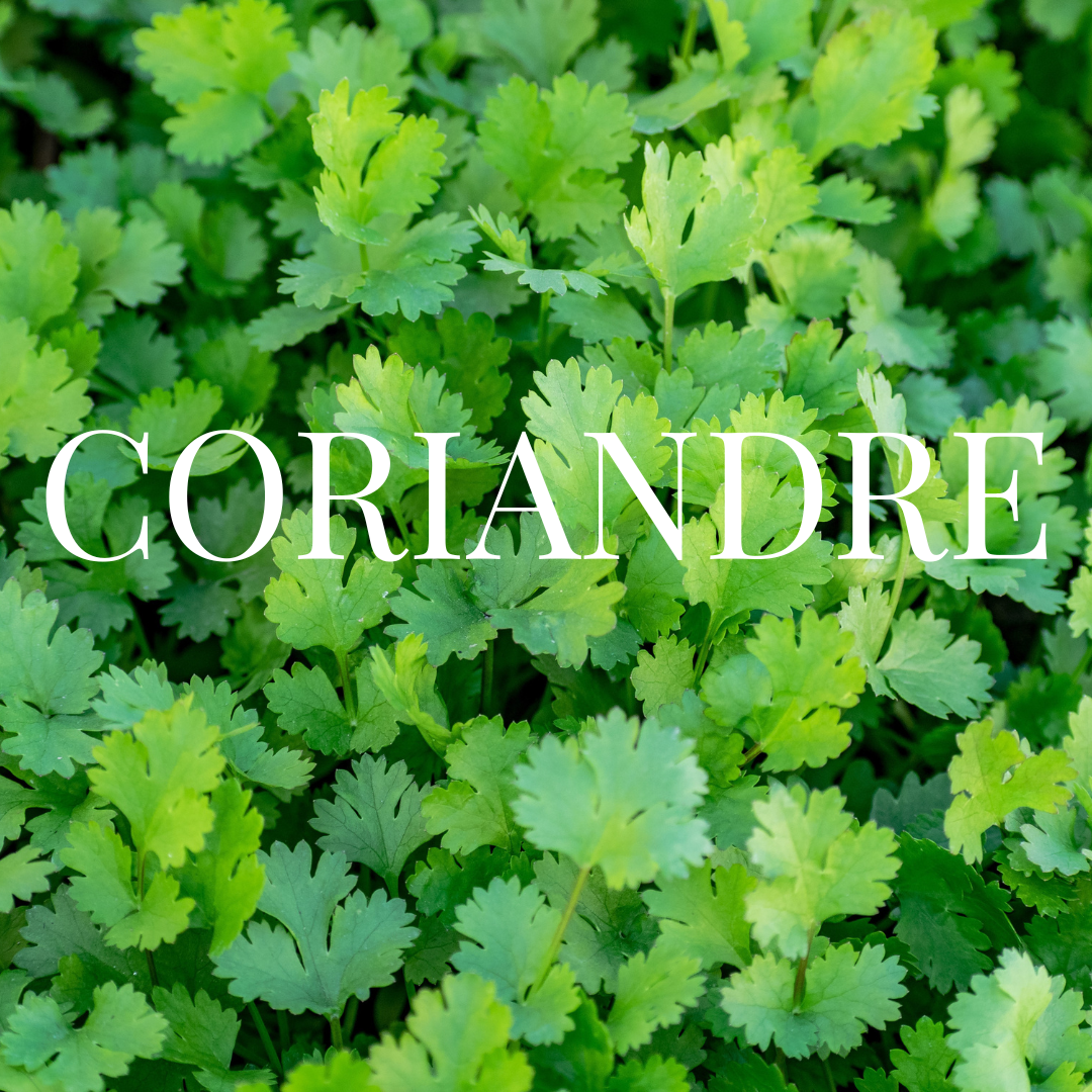 Kit Coriandre