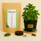 Kit Menthe Verte
