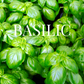 Kit Basilic