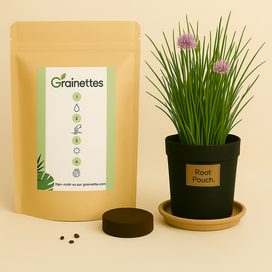 Kit Ciboulette