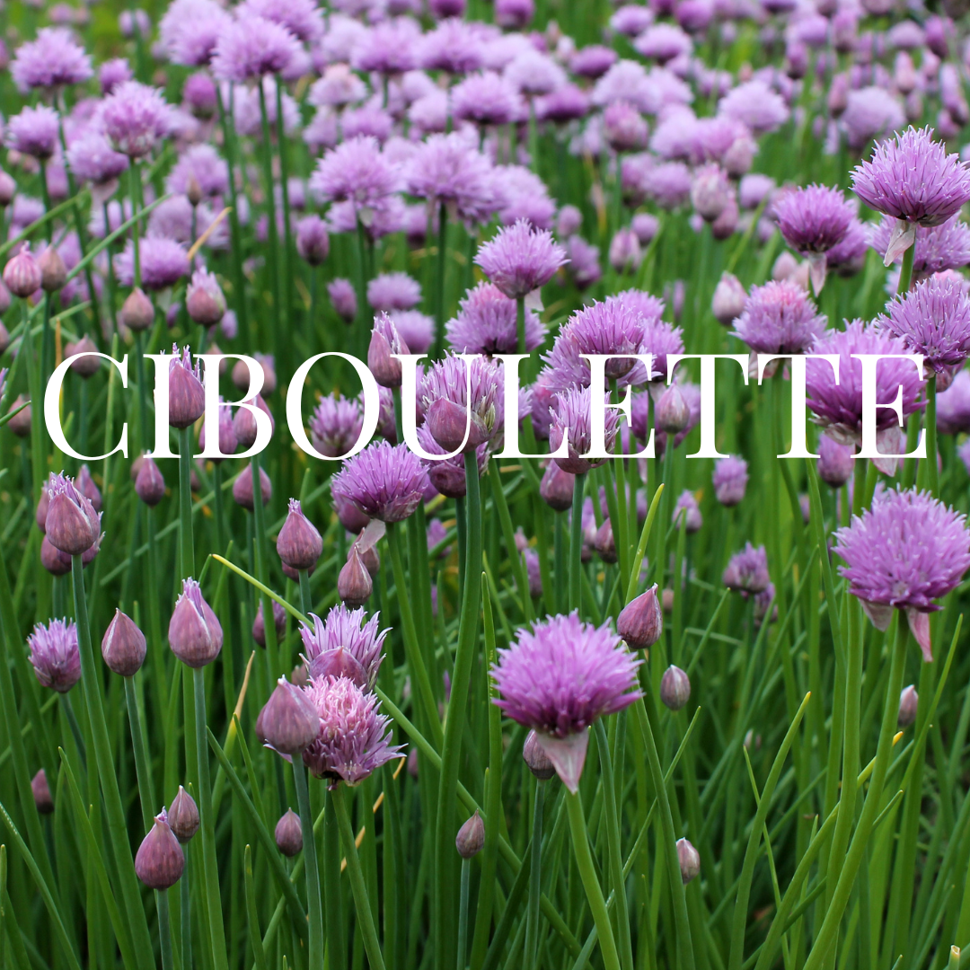 ciboulette
