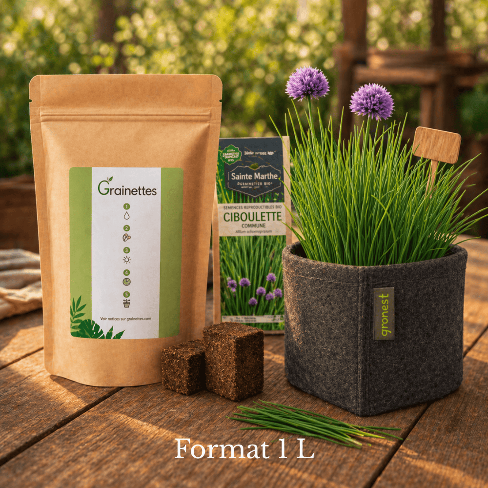 Kit découverte ciboulette bio