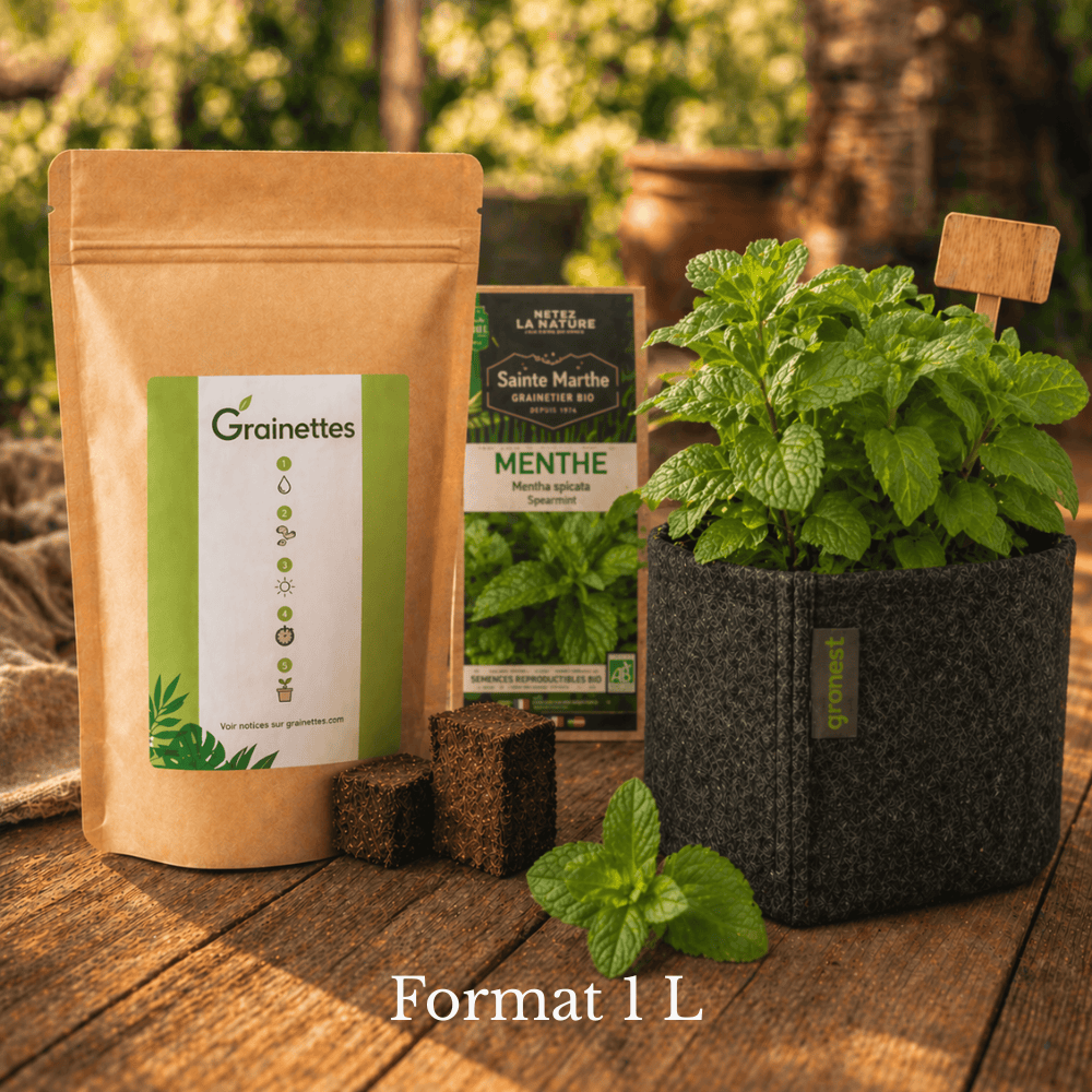 Kit découverte menthe verte bio