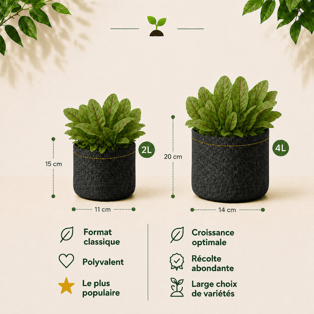  Kit Oseille Bio 